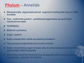 Phylum – Annelida


Metamerically segmented animal –segments looking like ring-so called
Annelids



True coelomate present – partitioned segmentary by peritoneal
membranuse septa



Triploblastic



Bilateral symmetry



Organ -system



Body covered with cuticle secreted by ectoderm



They possess longitudinal and circular muscles



Setae – locomotion organ in lower side. In some setae present on lateral
appendages called Parapodia



Alimentary canal has mouth & anus at opposite with muscular pharynx,
oesophagus , stomach & intestine

 