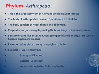 Phylum- Arthropoda


This is the largest phylum of Animalia which includes insects



The body of arthropods is covered by chitinous exoskeleton



The body consists of head, thorax and abdomen.



Respiratory organs are gills, book gills, book lungs or tracheal system



Sensory organs like antennae, eyes (compound and simple), statocysts or
balance organs are present



Excretion takes place through malpighian tubules



Examples:- Apis (Honey bee)



Bombyx (Silkworm)



Laccifer (Lac insect)



Vectors – Anopheles, Culex and Aedes

 