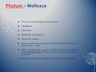 Phylum – Mollusca



This is the second largest animal phylum



Triploblastic



Coelomate



Bilaterally symmetrical



Terrestrial / aquatic



Body surrounded by calcareous shell (expect slugs & octopus)
Internal shell – sepia



Body – unsegmented – 3 part – head & ventral muscular foot &
a dorsal Viseral hump. Skin over visceral humo form a mantle
that shell



Respiratory & excretory organs – gills present below mantle

 