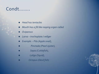 Condt……..


Head has tentacles



Mouth has a fill like rasping organ called



Oviparous



Larva – trochoplate / vellger



Example :- Pila (Apple snail),



Pinctada (Pearl oyster),



Sepia (Cuttlefish),



Loligo (Squid),



Octopus (Devil fish)

 