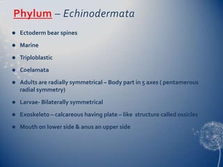 Phylum – Echinodermata


Ectoderm bear spines



Marine



Triploblastic



Coelamata



Adults are radially symmetrical – Body part in 5 axes ( pentamerous
radial symmetry)



Larvae- Bilaterally symmetrical



Exoskeleto – calcareous having plate – like structure called ossicles



Mouth on lower side & anus an upper side

 