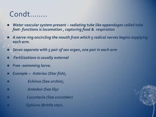 Condt……..


Water vascular system present – radiating tube like appendages called tube
feet- functions is locomotion , capturing food & respiration



A nerve ring oncircling the mouth from which 5 radical nerves begins supplying
each arm.



Sexes separate with 5 pair of sex organ, one pair in each arm



Fertilizations is usually external



Free -swimming larva.



Example :- Asterias (Star fish),



Echinus (Sea urchin),



Antedon (Sea lily)



Cucumaria (Sea cucumber)



Ophiura (Brittle star).

 