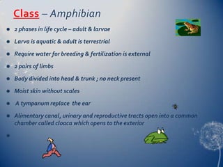 Class – Amphibian


2 phases in life cycle – adult & larvae



Larva is aquatic & adult is terrestrial



Require water for breeding & fertilization is external



2 pairs of limbs



Body divided into head & trunk ; no neck present



Moist skin without scales



A tympanum replace the ear



Alimentary canal, urinary and reproductive tracts open into a common
chamber called cloaca which opens to the exterior



 