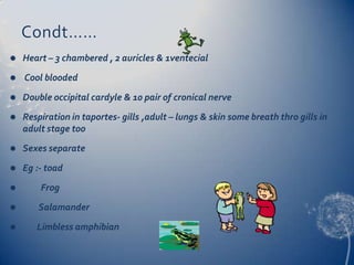 Condt……


Heart – 3 chambered , 2 auricles & 1ventecial



Cool blooded



Double occipital cardyle & 10 pair of cronical nerve



Respiration in taportes- gills ,adult – lungs & skin some breath thro gills in
adult stage too



Sexes separate



Eg :- toad



Frog



Salamander



Limbless amphibian

 