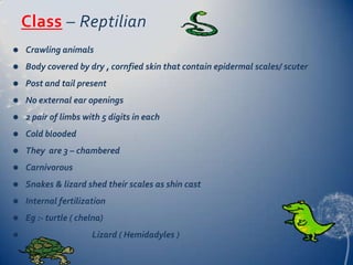 Class – Reptilian


Crawling animals



Body covered by dry , cornfied skin that contain epidermal scales/ scuter



Post and tail present



No external ear openings



2 pair of limbs with 5 digits in each



Cold blooded



They are 3 – chambered



Carnivorous



Snakes & lizard shed their scales as shin cast



Internal fertilization



Eg :- turtle ( chelna)



Lizard ( Hemidadyles )

 