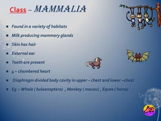 Class – Mammalia


Found in a variety of habitats



Milk producing mammary glands



Skin has hair



External ear



Teeth are present



4 – chambered heart



Diaphragm divided body cavity in upper – chest and lower –chest



Eg :- Whale ( bulaenoptero) , Monkey ( macau) , Eques ( horse)

 