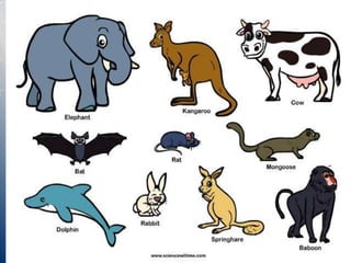 Aniaml kingdom class XI