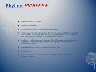 Phylum-Proifera



Commonly called as Sponges



Marine & asymmetrical



Prinitive multicellular with cellular level organization



Water transport/canal system present .Many small opening called ostia present on
body wall thro which water enters leading into a central body cavity – Spongocoel
that leads out through a single large opening called osculum



Food enters the body along with water the Ostia. Choanocytes /collar cells live the
spongocoal & canal in the body wall that trap the food & digest it within the
intracellular digestion



Body has a skeleton made uo of spicules / sponging fibres.



Hermaprodite



Reproduce internal and development is indirect having larved stage that is
different from adult

 