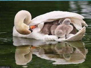 Desde la Llamada de Emergencia se debe poner en marcha todos los recursos necesarios para que se asegure un traslado optimo y eficaz y que este entrañe el menor numero de riesgo posible que el paciente, familiares y personal este seguramente Seguro. 