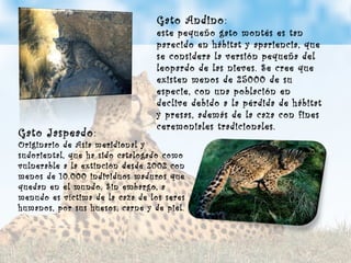 Gato Andino: 
este pequeño gato montés es tan 
parecido en hábitat y apariencia, que 
se considera la versión pequeña del 
leopardo de las nieves. Se cree que 
existen menos de 25000 de su 
especie, con una población en 
declive debido a la pérdida de hábitat 
y presas, además de la caza con fines 
ceremoniales Gato Jaspeado tradicionales. : 
Originario de Asia meridional y 
sudoriental, que ha sido catalogado como 
vulnerable a la extinción desde 2002 con 
menos de 10.000 individuos maduros que 
quedan en el mundo. Sin embargo, a 
menudo es víctima de la caza de los seres 
humanos, por sus huesos, carne y de piel. 
 