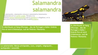 Salamandra
salamandra
La salamandra, salamandra comuna o salamàndria (Salamandra
salamandra) és un amfibi urodel. Pertany a la
mateixa família (Salamandridae) que la gandària o ofegabous, en la
que estan inclosos la majoria dels urodelseuropeus.
La salamandra: Menja artròpodes, cucs, cargols, oligoquets ,
quilòpodes i araneids.
Es distribueix al llarg d'Europa , des de Portugal a Itàlia i Grècia
fins al nord d'Alemanya, sud de Polònia i Romania.
Es distribueix al llarg
d'Europa , des de
Portugal a Itàlia i
Grècia fins al nord
d'Alemanya, sud de
Polònia i Romania.
 