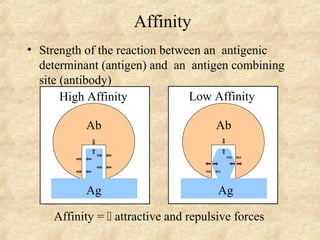 • Strength of the reaction between an antigenic 
determinant (antigen) and an antigen combining 
site (antibody) 
High Affinity 
Ab 
Ag 
Affinity 
Low Affinity 
Ab 
Ag 
Affinity =  attractive and repulsive forces 
 