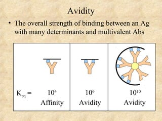 Avidity 
• The overall strength of binding between an Ag 
with many determinants and multivalent Abs 
Keq = 104 
Affinity 
106 
Avidity 
1010 
Avidity 
 