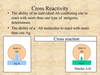 Cross Reactivity 
• The ability of an individual Ab combining site to 
react with more than one type of antigenic 
determinant. 
• The ability of a Ab molecules to react with more 
than one Ag 
Anti-A 
Ab 
Ag A 
Cross reaction 
Anti-A 
Ab 
Ag C 
Similar A.D 
 