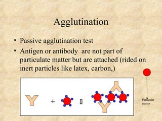 Agglutination 
• Passive agglutination test 
• Antigen or antibody are not part of 
particulate matter but are attached (rided on 
inert particles like latex, carbon,) 
+  Particulat 
matter 
 