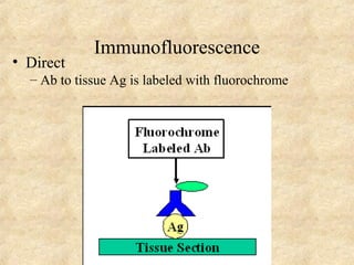 Immunofluorescence 
• Direct 
– Ab to tissue Ag is labeled with fluorochrome 
 