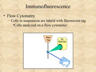 Immunofluorescence 
• Flow Cytometry 
– Cells in suspension are labeld with fluorescent tag 
•Cells analyzed on a flow cytometer 
 