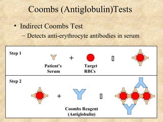 Coombs (Antiglobulin)Tests 
• Indirect Coombs Test 
– Detects anti-erythrocyte antibodies in serum 
Patient’s 
Serum 
+  
Target 
RBCs 
Step 1 
+  
Coombs Reagent 
(Antiglobulin) 
Step 2 
 