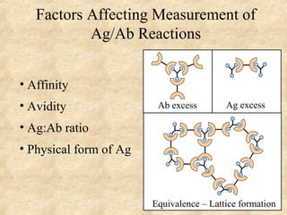 Factors Affecting Measurement of 
Ag/Ab Reactions 
• Affinity 
• Avidity 
• Ag:Ab ratio 
• Physical form of Ag 
Ab excess Ag excess 
Equivalence – Lattice formation 
 