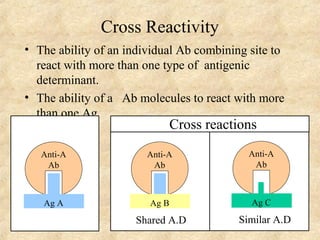 Cross Reactivity 
• The ability of an individual Ab combining site to 
react with more than one type of antigenic 
determinant. 
• The ability of a Ab molecules to react with more 
than one Ag 
Anti-A 
Ab 
Ag A 
Cross reactions 
Anti-A 
Ab 
Ag B 
Shared A.D 
Anti-A 
Ab 
Ag C 
Similar A.D 
 