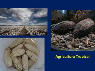 Agricultura Tropical
 