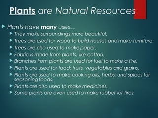 Plants are Natural Resources
 Plants have many uses…
 They make surroundings more beautiful.
 Trees are used for wood to build houses and make furniture.
 Trees are also used to make paper.
 Fabric is made from plants, like cotton.
 Branches from plants are used for fuel to make a fire.
 Plants are used for food: fruits, vegetables and grains.
 Plants are used to make cooking oils, herbs, and spices for
seasoning foods.
 Plants are also used to make medicines.
 Some plants are even used to make rubber for tires.
 