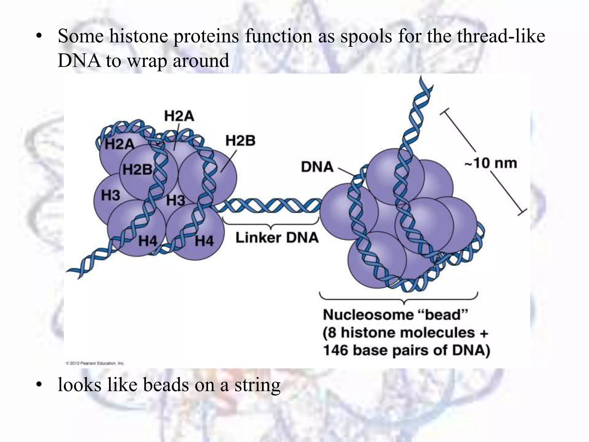 Histone Proteins and Genome Imprinting | PPT