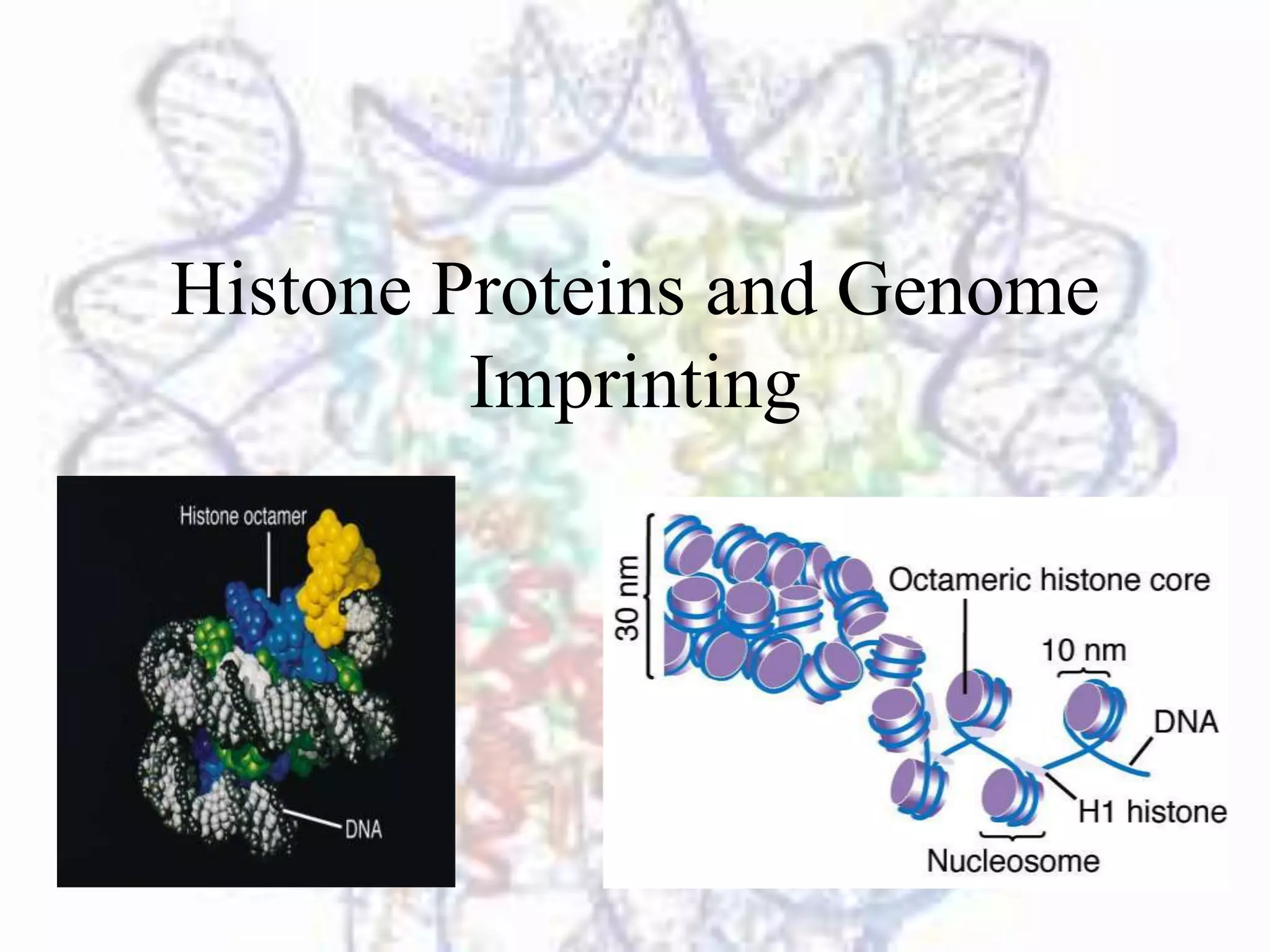 Histone Proteins and Genome Imprinting | PPTX