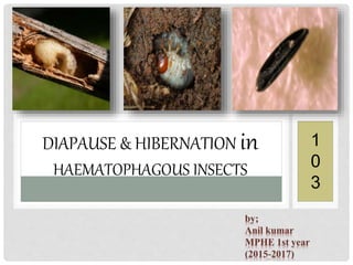 DIAPAUSE & HIBERNATION in
HAEMATOPHAGOUS INSECTS
1
0
3
 