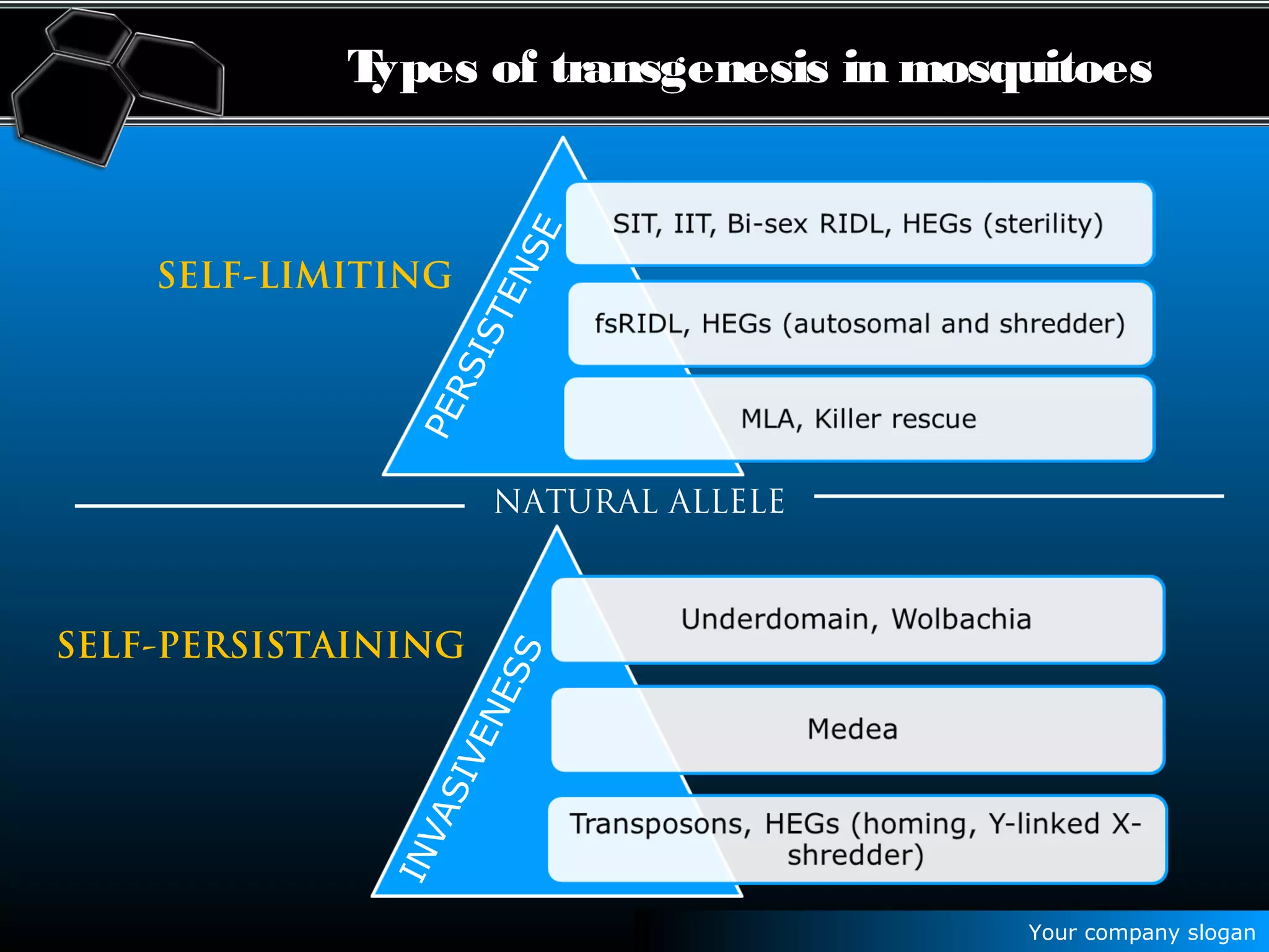 Your company slogan
NATURAL ALLELE
SELF-LIMITING
PERSISTENSE
SELF-PERSISTAINING
INVASIVENESS
Types of transgenesis in mosquitoesTypes of transgenesis in mosquitoes
 