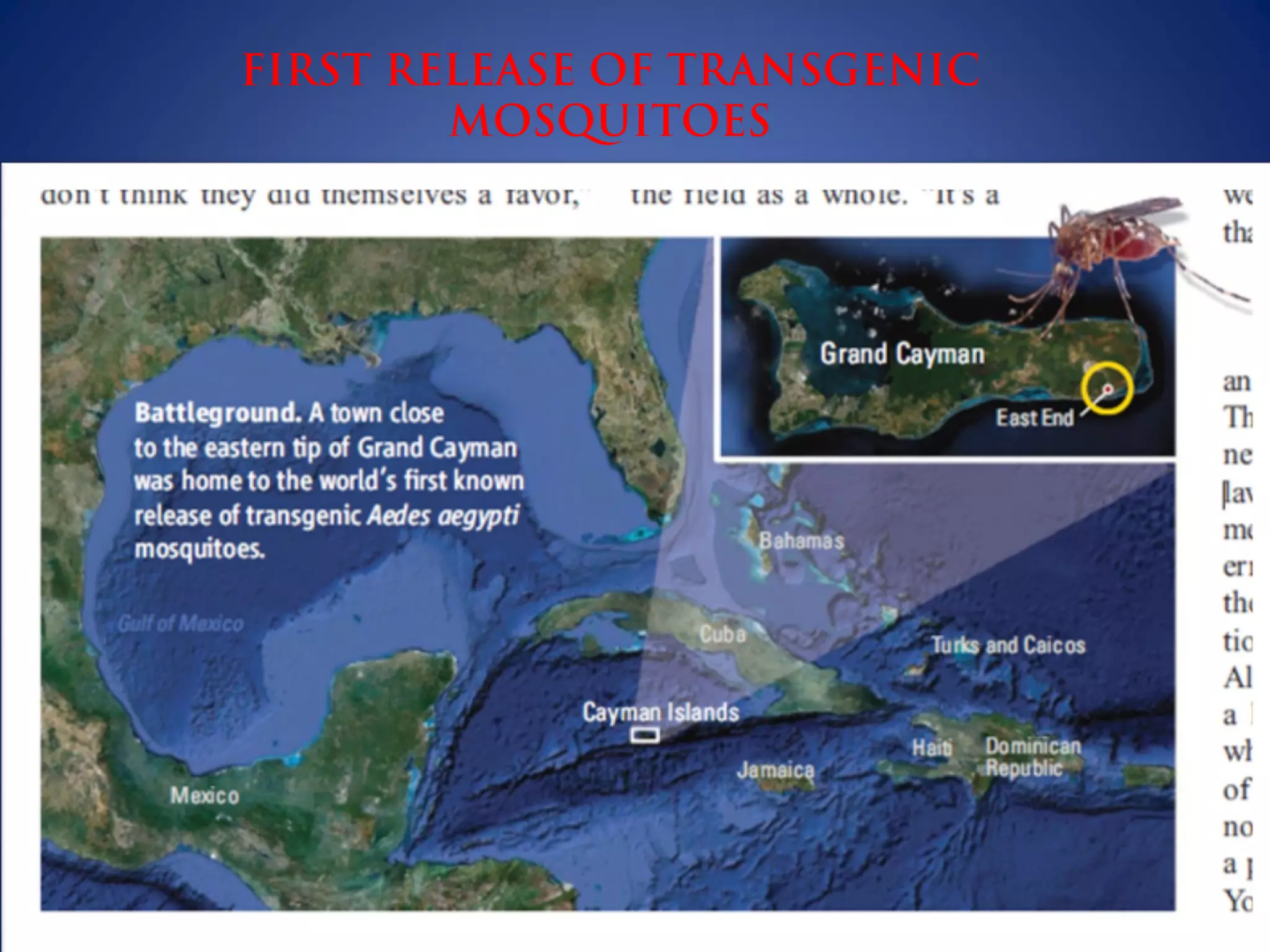 FIRST RELEASE OF TRANSGENIC
MOSQUITOES
 