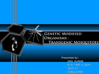 Genetic Modified
Organisms :
Transgenic Mosquitoes
Presented by:Presented by:
ANIL KUMARANIL KUMAR
M.Sc. PHE iiM.Sc. PHE iindnd SemSem
2015-172015-17
VCRC(ICMR)VCRC(ICMR)
 