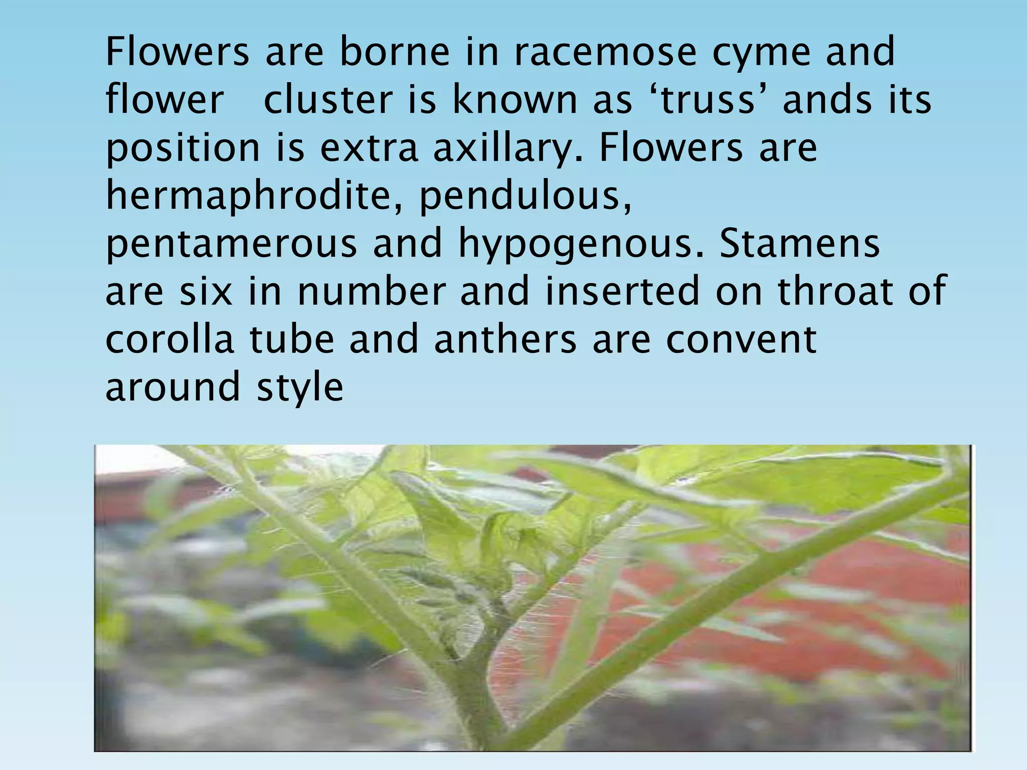 Flowers are borne in racemose cyme and
flower cluster is known as ‘truss’ ands its
position is extra axillary. Flowers are
hermaphrodite, pendulous,
pentamerous and hypogenous. Stamens
are six in number and inserted on throat of
corolla tube and anthers are convent
around style
 