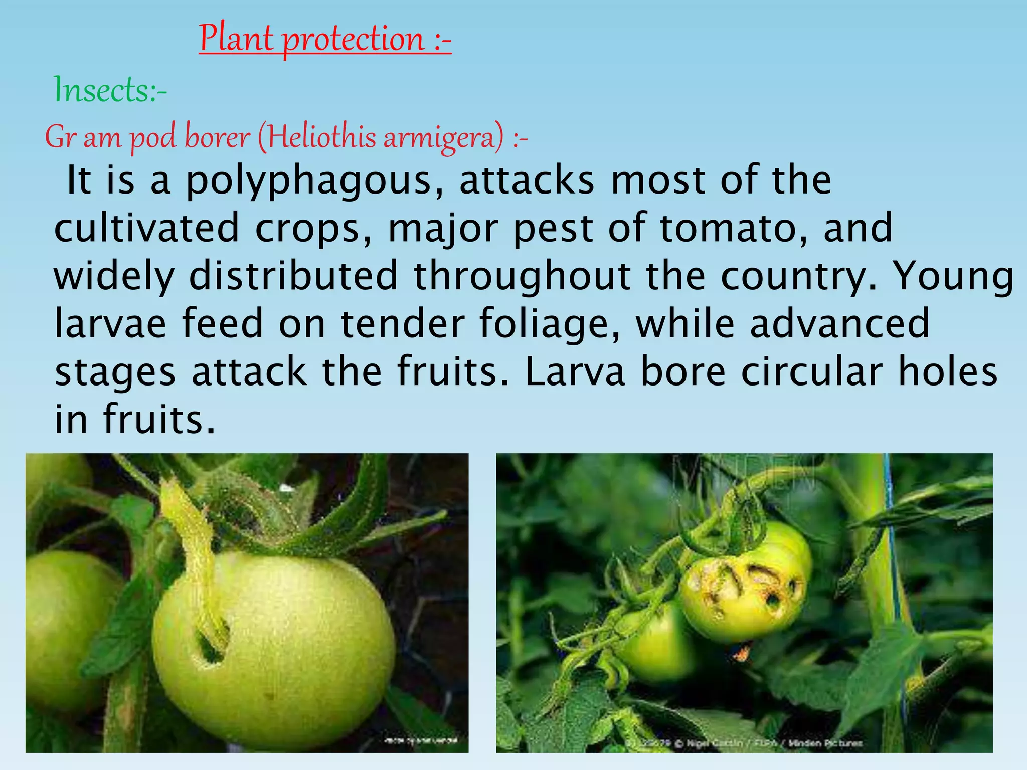 Plant protection :-
Insects:-
Gr am pod borer (Heliothis armigera) :-
It is a polyphagous, attacks most of the
cultivated crops, major pest of tomato, and
widely distributed throughout the country. Young
larvae feed on tender foliage, while advanced
stages attack the fruits. Larva bore circular holes
in fruits.
 