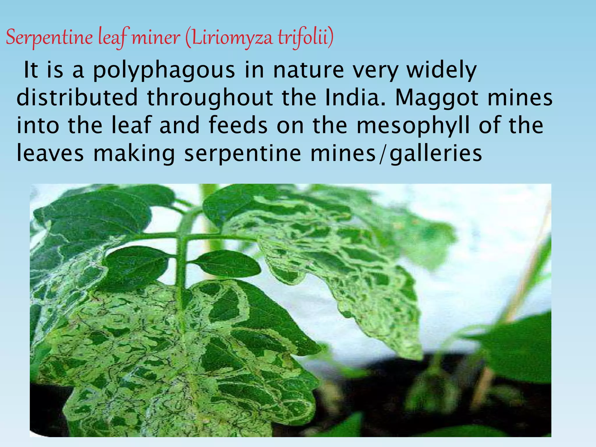 Serpentine leaf miner (Liriomyza trifolii)
It is a polyphagous in nature very widely
distributed throughout the India. Maggot mines
into the leaf and feeds on the mesophyll of the
leaves making serpentine mines/galleries
 