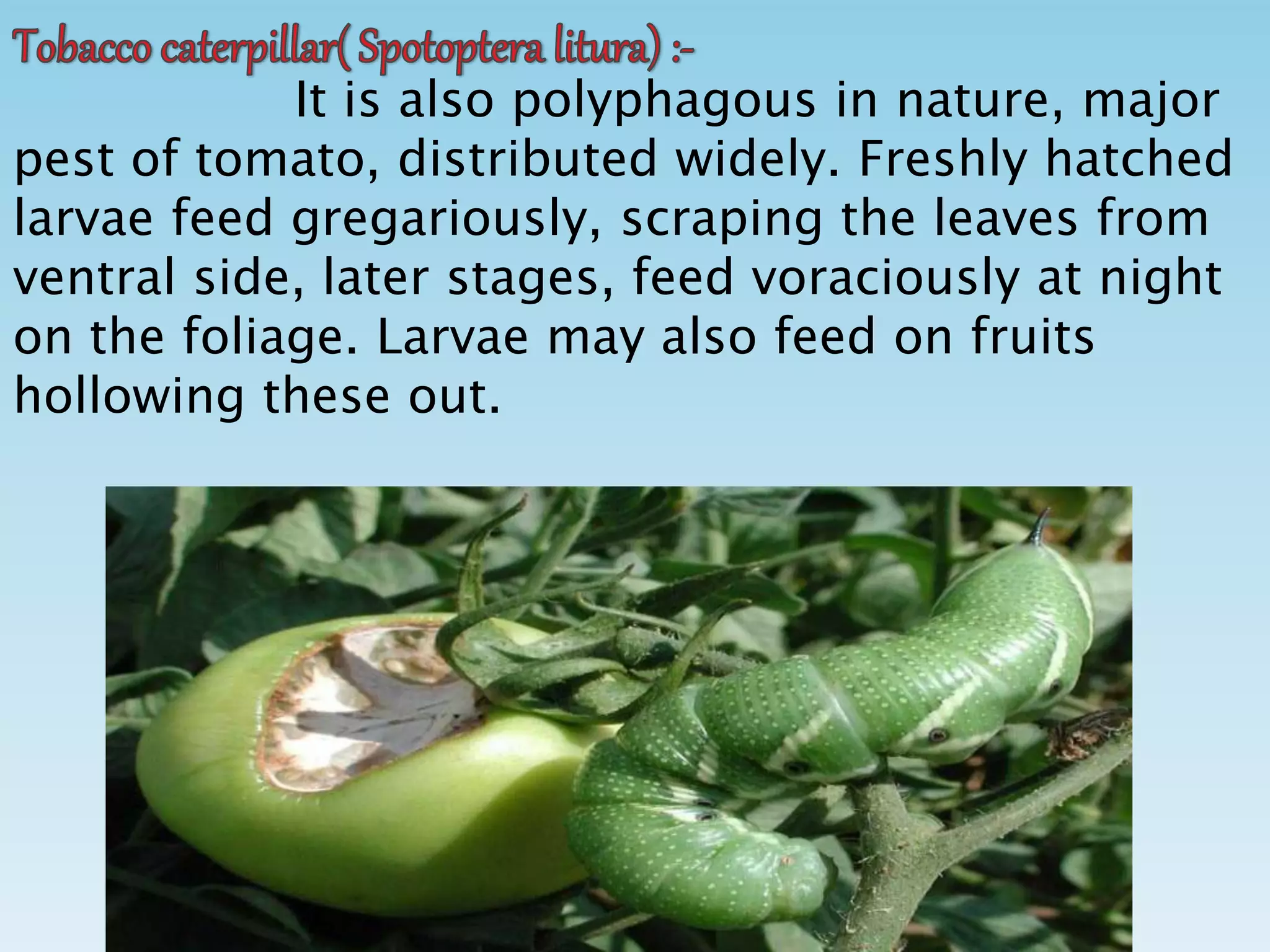 It is also polyphagous in nature, major
pest of tomato, distributed widely. Freshly hatched
larvae feed gregariously, scraping the leaves from
ventral side, later stages, feed voraciously at night
on the foliage. Larvae may also feed on fruits
hollowing these out.
 