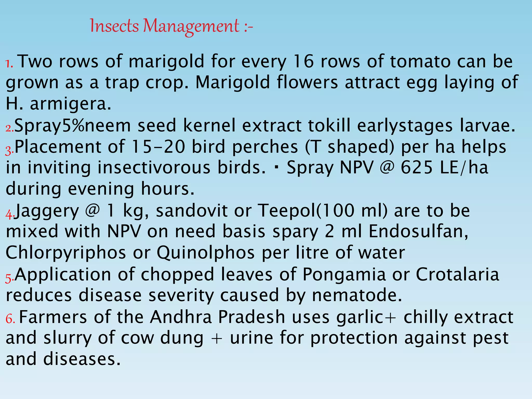 Insects Management :-
1. Two rows of marigold for every 16 rows of tomato can be
grown as a trap crop. Marigold flowers attract egg laying of
H. armigera.
2.Spray5%neem seed kernel extract tokill earlystages larvae.
3.Placement of 15-20 bird perches (T shaped) per ha helps
in inviting insectivorous birds. Spray NPV @ 625 LE/ha
during evening hours.
4.Jaggery @ 1 kg, sandovit or Teepol(100 ml) are to be
mixed with NPV on need basis spary 2 ml Endosulfan,
Chlorpyriphos or Quinolphos per litre of water
5.Application of chopped leaves of Pongamia or Crotalaria
reduces disease severity caused by nematode.
6. Farmers of the Andhra Pradesh uses garlic+ chilly extract
and slurry of cow dung + urine for protection against pest
and diseases.
 