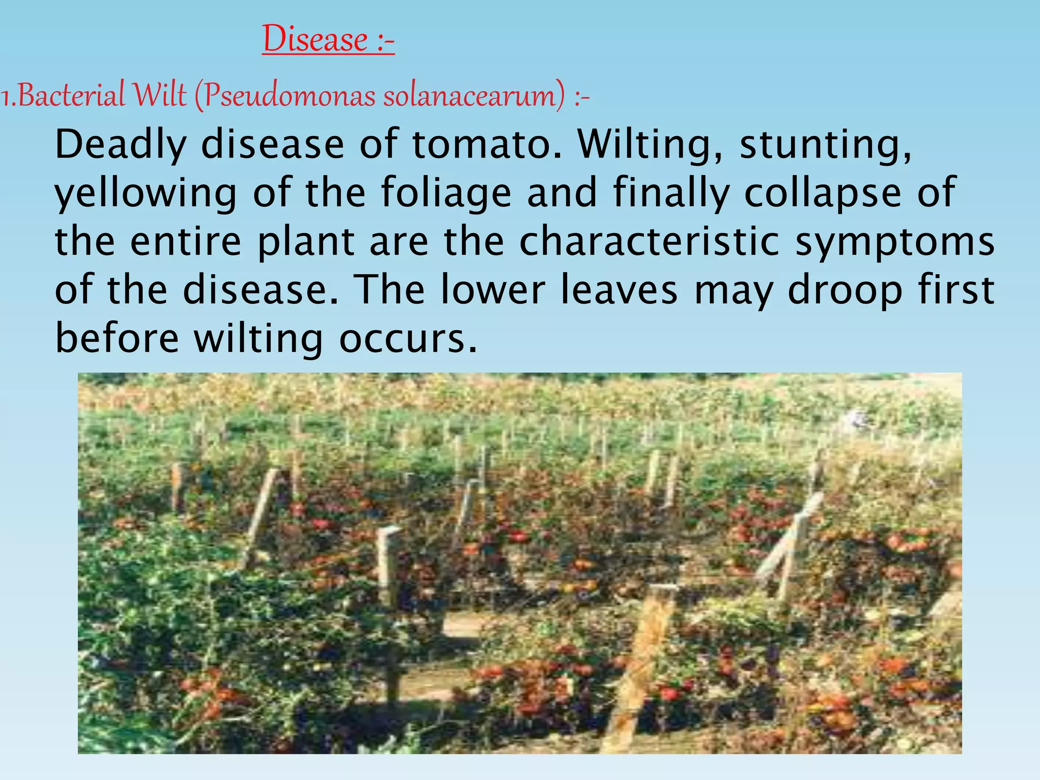 Disease :-
1.Bacterial Wilt (Pseudomonas solanacearum) :-
Deadly disease of tomato. Wilting, stunting,
yellowing of the foliage and finally collapse of
the entire plant are the characteristic symptoms
of the disease. The lower leaves may droop first
before wilting occurs.
 