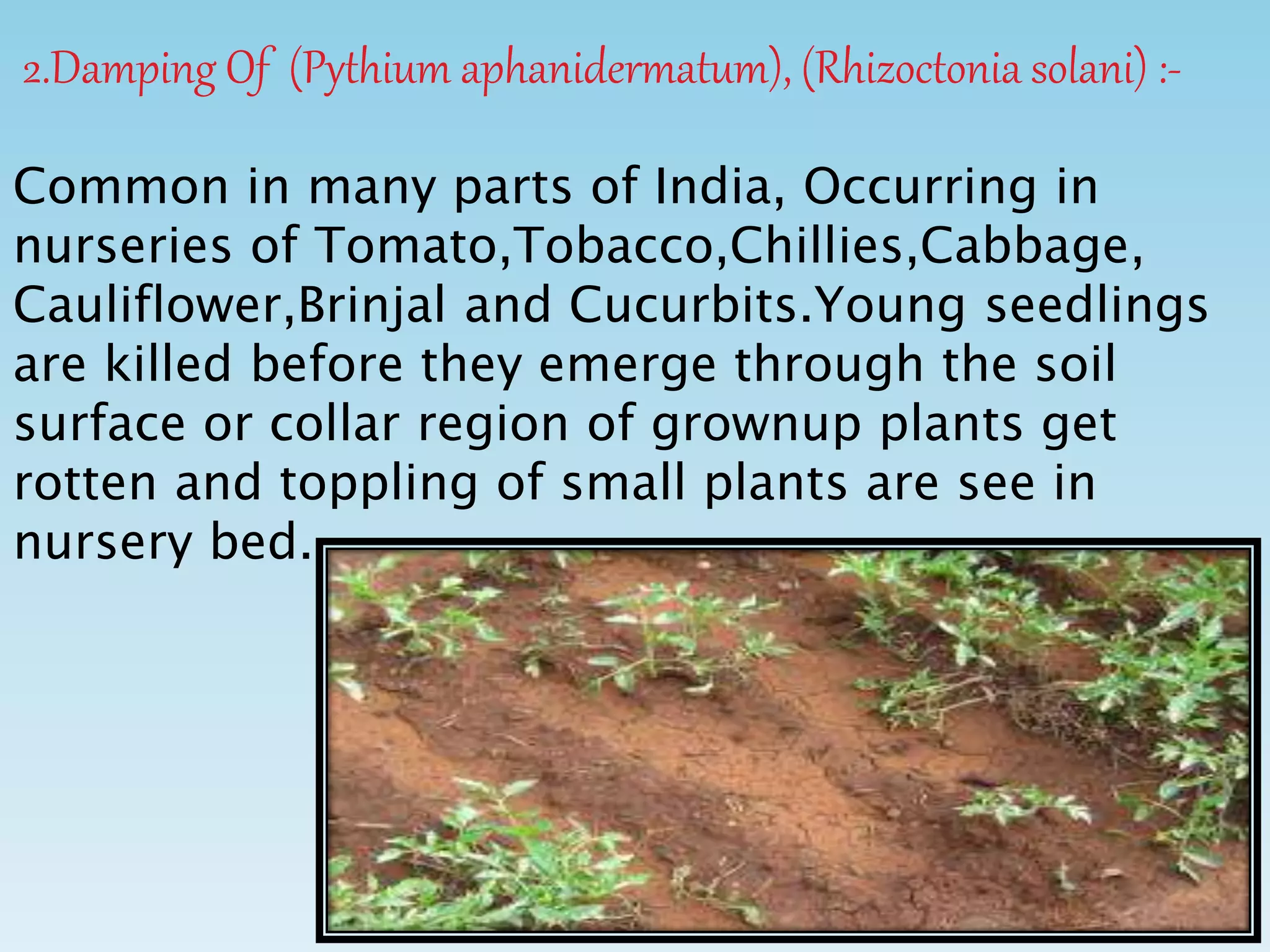 2.Damping Of (Pythium aphanidermatum), (Rhizoctonia solani) :-
Common in many parts of India, Occurring in
nurseries of Tomato,Tobacco,Chillies,Cabbage,
Cauliflower,Brinjal and Cucurbits.Young seedlings
are killed before they emerge through the soil
surface or collar region of grownup plants get
rotten and toppling of small plants are see in
nursery bed.
 