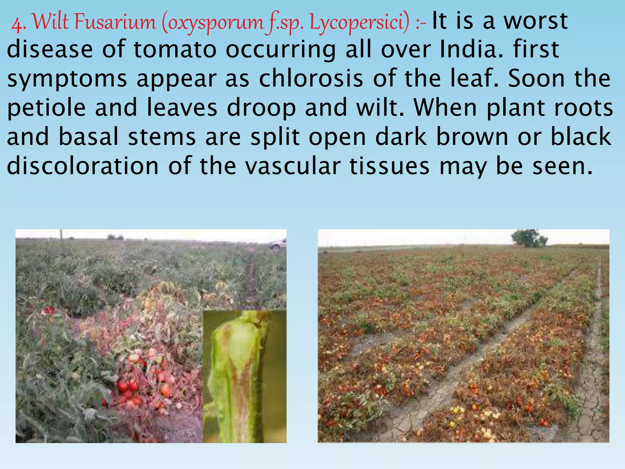 4. Wilt Fusarium (oxysporum f.sp. Lycopersici) :- It is a worst
disease of tomato occurring all over India. first
symptoms appear as chlorosis of the leaf. Soon the
petiole and leaves droop and wilt. When plant roots
and basal stems are split open dark brown or black
discoloration of the vascular tissues may be seen.
 