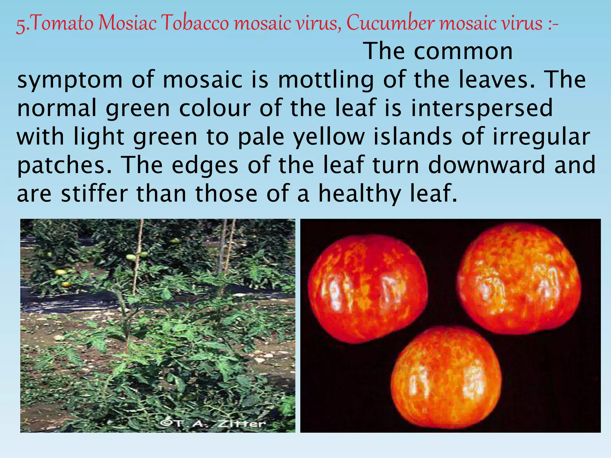 5.Tomato Mosiac Tobacco mosaic virus, Cucumber mosaic virus :-
The common
symptom of mosaic is mottling of the leaves. The
normal green colour of the leaf is interspersed
with light green to pale yellow islands of irregular
patches. The edges of the leaf turn downward and
are stiffer than those of a healthy leaf.
 