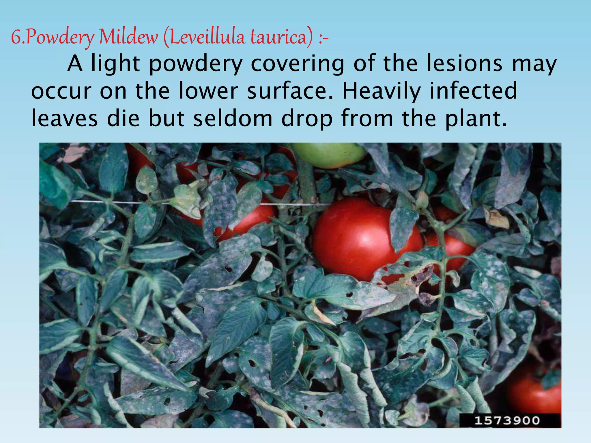 6.Powdery Mildew (Leveillula taurica) :-
A light powdery covering of the lesions may
occur on the lower surface. Heavily infected
leaves die but seldom drop from the plant.
 