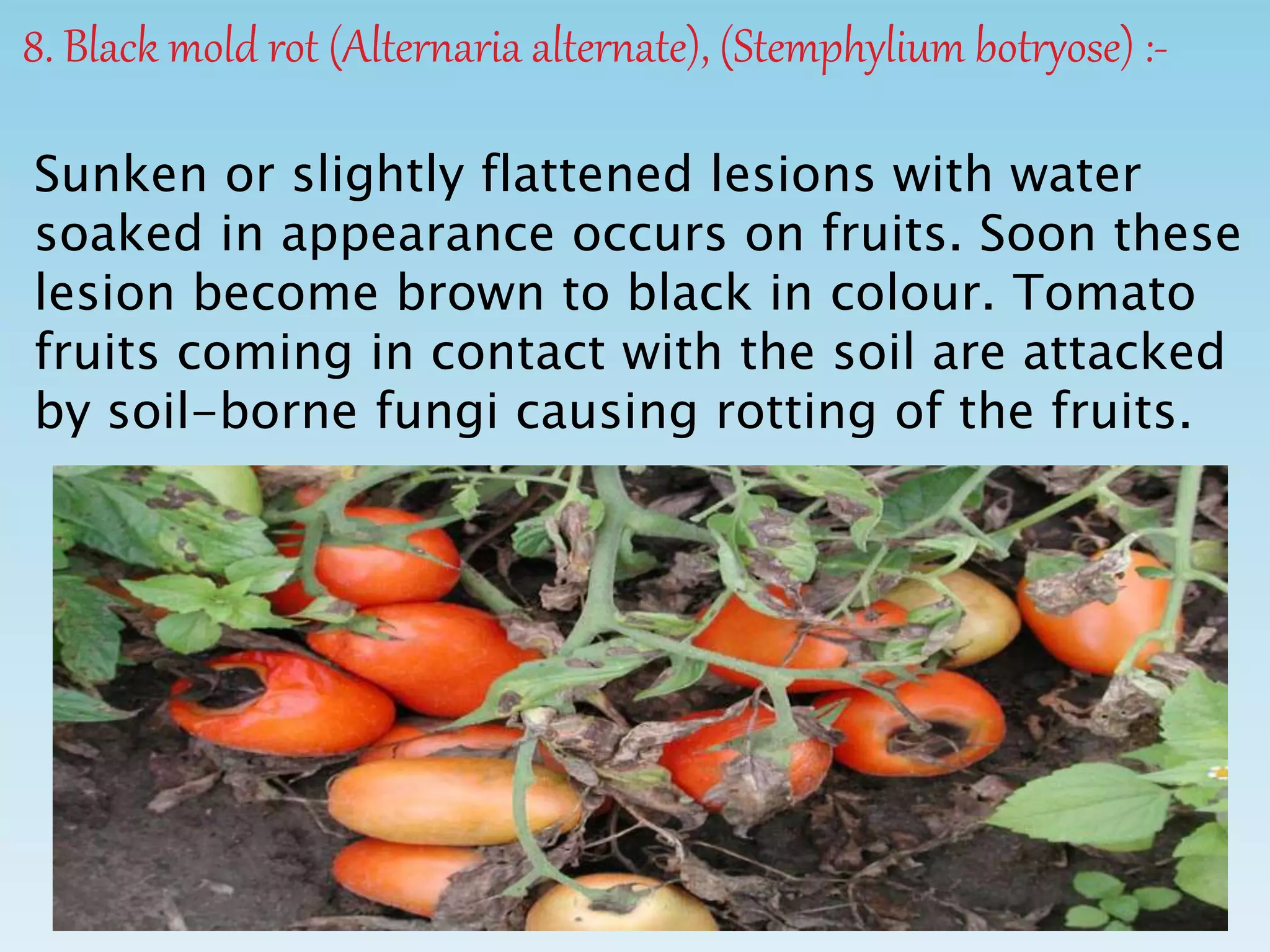8. Black mold rot (Alternaria alternate), (Stemphylium botryose) :-
Sunken or slightly flattened lesions with water
soaked in appearance occurs on fruits. Soon these
lesion become brown to black in colour. Tomato
fruits coming in contact with the soil are attacked
by soil-borne fungi causing rotting of the fruits.
 