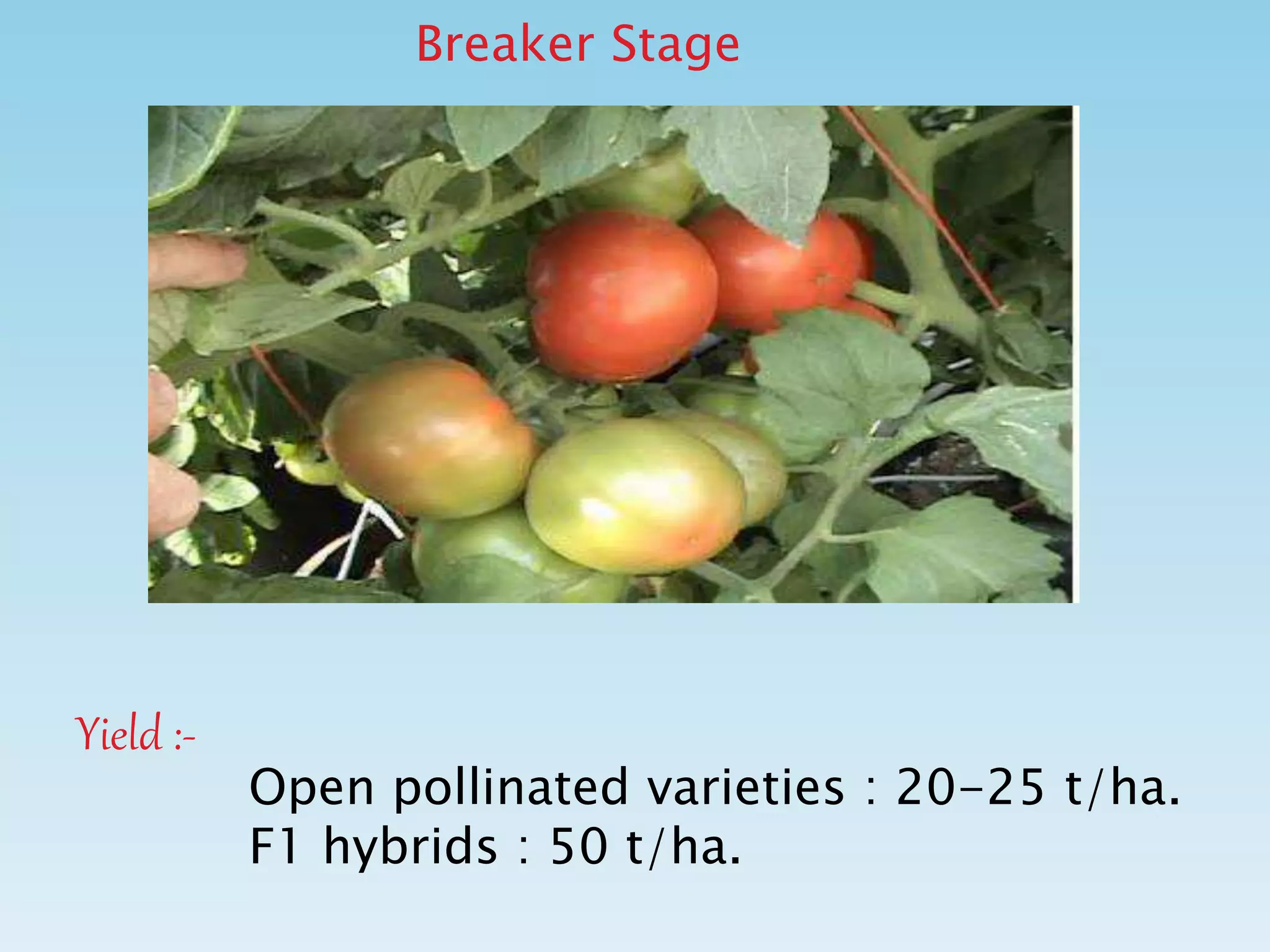 Breaker Stage
Yield :-
Open pollinated varieties : 20-25 t/ha.
F1 hybrids : 50 t/ha.
 
