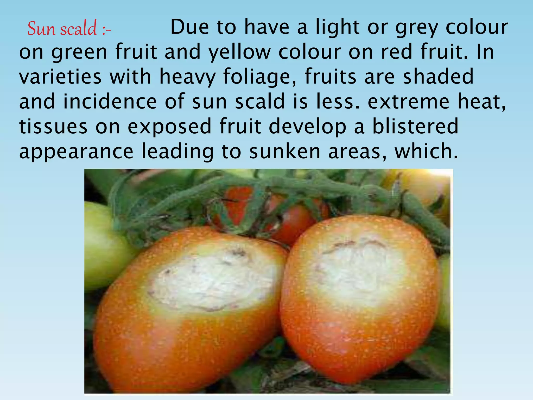 Sun scald :- Due to have a light or grey colour
on green fruit and yellow colour on red fruit. In
varieties with heavy foliage, fruits are shaded
and incidence of sun scald is less. extreme heat,
tissues on exposed fruit develop a blistered
appearance leading to sunken areas, which.
 
