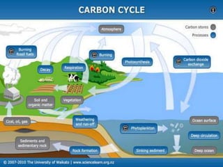 Biogeochemical Cycle | PPT