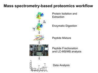 Mass spectrometry-based proteomics workflow
Enzymatic Digestion
Peptide Fractionation
and LC-MS/MS analysis
Protein Isolation and
Extraction
Data Analysis
Peptide Mixture
 