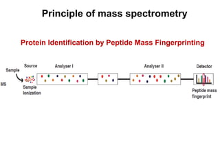 Principle of mass spectrometry
Protein Identification by Peptide Mass Fingerprinting
 