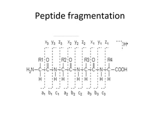 Peptide fragmentation
 