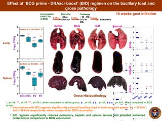 Effect of ‘BCG prime - DNAacr boost’ (B/D) regimen on the bacillary load and
gross pathology
 B/D regimen significantly reduced pulmonary, hepatic and splenic lesions and provided enhanced
protection in comparison to BCG vaccination
 Vaccination with B/D regimen significantly reduced bacillary load in both lung and spleen by > 37 fold
and > 96 fold respectively, when compared to BCG vaccination
10 weeks post infectionImmunization Boosting
5x105 CFU
of BCG
6 wks 100µg
DNA acr
10 wks
Euthanasia
6 wks ~ 50 - 100
CFU of
Mtb
ChallengeImmunization Boosting
5x105 CFU
of BCG
6 wks 100µg
DNA acr
10 wks
Euthanasia
6 wks ~ 50 - 100
CFU of
Mtb
Challenge
Gross Histopathology
1
2
3
4
5
*
**
φ
*
Saline BCG B/D
10weekpost-infectionnfection
LungscoreLiverscoreSpleenscoreLungscore
1
2
3
4
5
** ** **
1
2
3
4
5
*
φ
**
1
2
3
4
5
**
** **
5
B
/V
B
/D
B
C
G
S
aline
1
2
3
4
5
*
**
φ
*
Saline BCG B/D
10weekpost-infectionnfection
LungscoreLiverscoreSpleenscoreLungscore
1
2
3
4
5
** ** **
1
2
3
4
5
*
φ
**
1
2
3
4
5
**
** **
5
B
/V
B
/D
B
C
G
S
aline
1
2
3
4
5
*
**
φ
*
Saline BCG B/D
10weekpost-infectionfection
LungscoreLiverscoreSpleenscoreLungscore
1
2
3
4
5
** ** **
1
2
3
4
5
*
φ
**
1
2
3
4
5
**
** **
5
B
/V
B
/D
B
C
G
S
aline
1
2
3
4
5
*
**
φ
*
Saline BCG B/D
10weekpost-infectionfection
LungscoreLiverscoreSpleenscoreLungscore
1
2
3
4
5
** ** **
1
2
3
4
5
*
φ
**
1
2
3
4
5
**
** **
5
B
/V
B
/D
B
C
G
S
aline
Saline
B/D
BCG B/V
SpleenLiverLung
Saline B/DBCG
*, p<.05; **, p<.01 ***, p<.001, when compared to saline group; φ, p<.05; φ φ, p<.01, φ φ φ, p<.001, when compared to BCG
group
0
2
4
6
8
**
**
φφ **
Log10CFU/g
Saline BCG B/D B/V
0
2
4
6
8
**
**
φφ
**
Log10CFU/g
Spleen
Lung
Normal
Sal/BD- 2.31, BCG/BD-1.37
Sal/BD-3.44, BCG/BD – 1.96
***
***
φφφ
φφφ
 